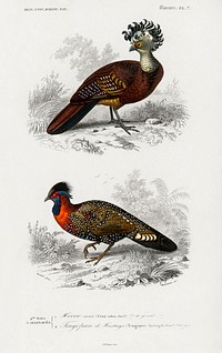 Different types of birds illustrated by <a href="https://www.rawpixel.com/search/Charles%20Dessalines%20D%27%20Orbigny?sort=curated&amp;page=1">Charles Dessalines D&#39; Orbigny</a> (1806-1876) Digitally enhanced from our own 1892 edition of Dictionnaire Universel D&#39;histoire Naturelle.