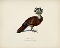 Female great curassow (Hocco roux) illustrated by <a href="https://www.rawpixel.com/search/Charles%20Dessalines%20D%27%20Orbigny?&amp;page=1">Charles Dessalines D&#39; Orbigny</a> (1806-1876). Digitally enhanced from our own 1892 edition of Dictionnaire Universel D&#39;histoire Naturelle.