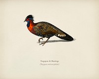 Tragopan de Hastings illustrated by <a href="https://www.rawpixel.com/search/Charles%20Dessalines%20D%27%20Orbigny?&amp;page=1">Charles Dessalines D&#39; Orbigny </a>(1806-1876). Digitally enhanced from our own 1892 edition of Dictionnaire Universel D&#39;histoire Naturelle.