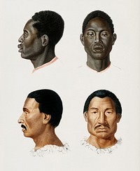 Human race illustrated by Charles Dessalines D' Orbigny (1806-1876). Digitally enhanced from our own 1892 edition of Dictionnaire Universel D'histoire Naturelle.