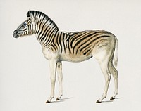 Mountain Zebra (Dauw) illustrated by Charles Dessalines D' Orbigny (1806-1876). Digitally enhanced from our own 1892 edition of Dictionnaire Universel D'histoire Naturelle.