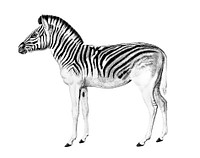 Vintage illustrations of Mountain Zebra