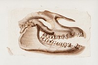 Odd-toed ungulate (Palaeotherium) illustrated by <a href="https://www.rawpixel.com/search/Charles%20Dessalines%20D%27%20Orbigny?&amp;page=1">Charles Dessalines D&#39; Orbigny</a> (1806-1876). Digitally enhanced from our own 1892 edition of Dictionnaire Universel D&#39;histoire Naturelle.