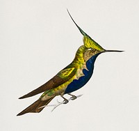 Green-crowned plovercrest (Oiseau-mouche Delalande) illustrated by <a href="https://www.rawpixel.com/search/Charles%20Dessalines%20D%27%20Orbigny?&amp;page=1">Charles Dessalines D&#39; Orbigny </a>(1806-1876). Digitally enhanced from our own 1892 edition of Dictionnaire Universel D&#39;histoire Naturelle.