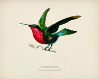 Garnet-throated hummingbird (Trochilus granatinus) illustrated by Charles Dessalines D' Orbigny (1806-1876). Digitally enhanced from our own 1892 edition of Dictionnaire Universel D'histoire Naturelle.