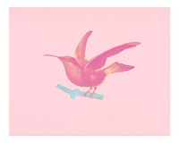 Vintage garnet-throated hummingbird (Trochilus granatinus) illustration wall art print and poster in pink pastel. 