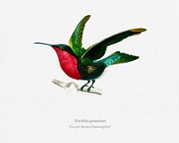 Garnet-throated hummingbird (Trochilus granatinus) illustrated by <a href="https://www.rawpixel.com/search/Charles%20Dessalines%20D%27%20Orbigny?&amp;page=1">Charles Dessalines D&#39; Orbigny </a>(1806-1876). Digitally enhanced from our own 1892 edition of Dictionnaire Universel D&#39;histoire Naturelle.