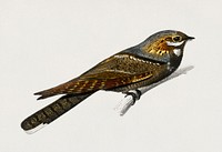 European Nightjar (Engoulevent Ordinaire) illustrated by <a href="https://www.rawpixel.com/search/Charles%20Dessalines%20D%27%20Orbigny?&amp;page=1">Charles Dessalines D&#39; Orbigny </a>(1806-1876). Digitally enhanced from our own 1892 edition of Dictionnaire Universel D&#39;histoire Naturelle.