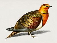 Pin-tailed sandgrouse (Ganga cata) illustrated by <a href="https://www.rawpixel.com/search/Charles%20Dessalines%20D%27%20Orbigny?&amp;page=1">Charles Dessalines D&#39; Orbigny</a> (1806-1876). Digitally enhanced from our own 1892 edition of Dictionnaire Universel D&#39;histoire Naturelle.