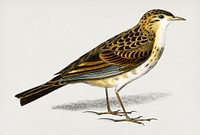 Richard &#39;s pipit (Pipit Richard) illustrated by <a href="https://www.rawpixel.com/search/Charles%20Dessalines%20D%27%20Orbigny?&amp;page=1">Charles Dessalines D&#39; Orbigny</a> (1806-1876). Digitally enhanced from our own 1892 edition of Dictionnaire Universel D&#39;histoire Naturelle.