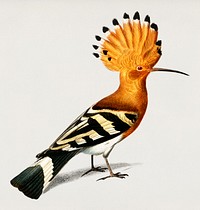 Huppe commune (Hoopoe) illustrated by <a href="https://www.rawpixel.com/search/Charles%20Dessalines%20D%27%20Orbigny?sort=curated&amp;page=1">Charles Dessalines D&#39; Orbigny</a> (1806-1876). Digitally enhanced from our own 1892 edition of Dictionnaire Universel D&#39;histoire Naturelle.