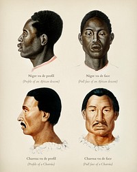 Human race illustrated by <a href="https://www.rawpixel.com/search/Charles%20Dessalines%20D%27%20Orbigny?&amp;page=1">Charles Dessalines D&#39; Orbigny </a>(1806-1876). Digitally enhanced from our own 1892 edition of Dictionnaire Universel D&#39;histoire Naturelle.