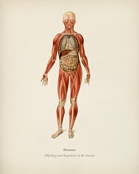 Myology and disposition of the viscera illustrated by <a href="https://www.rawpixel.com/search/Charles%20Dessalines%20D%27%20Orbigny?&amp;page=1">Charles Dessalines D&#39; Orbigny</a> (1806-1876). Digitally enhanced from our own 1892 edition of Dictionnaire Universel D&#39;histoire Naturelle.