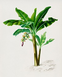 Musa Chinensis illustrated by Charles Dessalines D' Orbigny (1806-1876). Digitally enhanced from our own 1892 edition of Dictionnaire Universel D'histoire Naturelle.