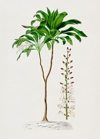 Dracaena brasiliensis illustrated by <a href="https://www.rawpixel.com/search/Charles%20Dessalines%20D%27%20Orbigny?&amp;page=1">Charles Dessalines D&#39; Orbigny</a> (1806-1876). Digitally enhanced from our own 1892 edition of Dictionnaire Universel D&#39;histoire Naturelle.