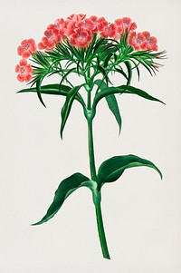 Sweet william (Dianthus barbatus) illustrated by <a href="https://www.rawpixel.com/search/Charles%20Dessalines%20D%27%20Orbigny?&amp;page=1">Charles Dessalines D&#39; Orbigny</a> (1806-1876). Digitally enhanced from our own 1892 edition of Dictionnaire Universel D&#39;histoire Naturelle.