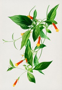 Candy corn Vine (Manettia bicolor) illustrated by <a href="https://www.rawpixel.com/search/Charles%20Dessalines%20D%27%20Orbigny?&amp;page=1">Charles Dessalines D&#39; Orbigny </a>(1806-1876). Digitally enhanced from our own 1892 edition of Dictionnaire Universel D&#39;histoire Naturelle.