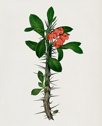 Euphorbia Splendens illustrated by <a href="https://www.rawpixel.com/search/Charles%20Dessalines%20D%27%20Orbigny?&amp;page=1">Charles Dessalines D&#39; Orbigny </a>(1806-1876). Digitally enhanced from our own 1892 edition of Dictionnaire Universel D&#39;histoire Naturelle.