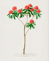 Rhododendron arboreum illustrated by Charles Dessalines D' Orbigny (1806-1876). Digitally enhanced from our own 1892 edition of Dictionnaire Universel D'histoire Naturelle.