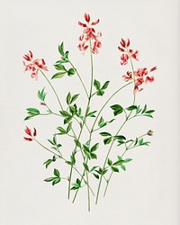 Indigofera procumbens illustrated by <a href="https://www.rawpixel.com/search/Charles%20Dessalines%20D%27%20Orbigny?&amp;page=1">Charles Dessalines D&#39; Orbigny</a> (1806-1876). Digitally enhanced from our own 1892 edition of Dictionnaire Universel D&#39;histoire Naturelle.