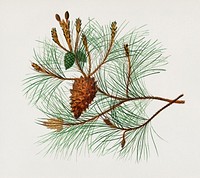 Martime pine (Pinus maritima) illustrated by <a href="https://www.rawpixel.com/search/Charles%20Dessalines%20D%27%20Orbigny?&amp;page=1">Charles Dessalines D&#39; Orbigny</a> (1806-1876). Digitally enhanced from our own 1892 edition of Dictionnaire Universel D&#39;histoire Naturelle.