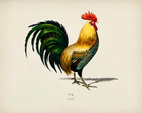 Cock illustrated by Charles Dessalines D' Orbigny (1806-1876). Digitally enhanced from our own 1892 edition of Dictionnaire Universel D'histoire Naturelle.