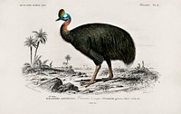 Casoar &agrave; casque illustrated by Charles Dessalines D' Orbigny (1806-1876). Digitally enhanced from our own 1892 edition of Dictionnaire Universel D'histoire Naturelle.