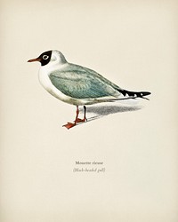 Mouette rieuse illustrated by <a href="https://www.rawpixel.com/search/Charles%20Dessalines%20D%27%20Orbigny?&amp;page=1">Charles Dessalines D&#39; Orbigny </a>(1806-1876). Digitally enhanced from our own 1892 edition of Dictionnaire Universel D&#39;histoire Naturelle.