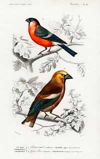 Different types of birds illustrated by Charles Dessalines D' Orbigny (1806-1876) Digitally enhanced from our own 1892 edition of Dictionnaire Universel D'histoire Naturelle.