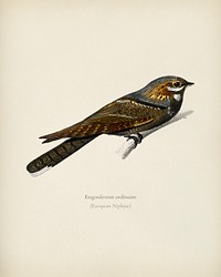 European Nightjar (Engoulevent Ordinaire) illustrated by <a href="https://www.rawpixel.com/search/Charles%20Dessalines%20D%27%20Orbigny?&amp;page=1">Charles Dessalines D&#39; Orbigny </a>(1806-1876). Digitally enhanced from our own 1892 edition of Dictionnaire Universel D&#39;histoire Naturelle.