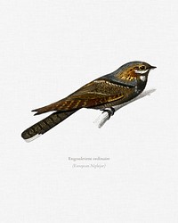 European Nightjar (Engoulevent Ordinaire) illustrated by <a href="https://www.rawpixel.com/search/Charles%20Dessalines%20D%27%20Orbigny?&amp;page=1">Charles Dessalines D&#39; Orbigny </a>(1806-1876). Digitally enhanced from our own 1892 edition of Dictionnaire Universel D&#39;histoire Naturelle.