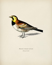 Horned lark (Alouette a hausse-col noir) illustrated by C<a href="https://www.rawpixel.com/search/Charles%20Dessalines%20D%27%20Orbigny?&amp;page=1">harles Dessalines D&#39; Orbigny</a> (1806-1876). Digitally enhanced from our own 1892 edition of Dictionnaire Universel D&#39;histoire Naturelle.