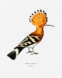 Huppe commune (Hoopoe) illustrated by <a href="https://www.rawpixel.com/search/Charles%20Dessalines%20D%27%20Orbigny?sort=curated&amp;page=1">Charles Dessalines D&#39; Orbigny</a> (1806-1876). Digitally enhanced from our own 1892 edition of Dictionnaire Universel D&#39;histoire Naturelle.