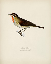 Siberian Rubythroat (Rubiette Calliope) illustrated by <a href="https://www.rawpixel.com/search/Charles%20Dessalines%20D%27%20Orbigny?&amp;page=1">Charles Dessalines D&#39; Orbigny</a> (1806-1876). Digitally enhanced from our own 1892 edition of Dictionnaire Universel D&#39;histoire Naturelle.