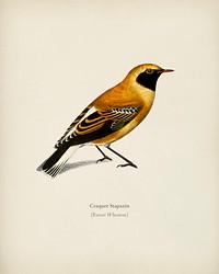 Russet Wheatear (Craquet Stapazin) illustrated by <a href="https://www.rawpixel.com/search/Charles%20Dessalines%20D%27%20Orbigny?&amp;page=1">Charles Dessalines D&#39; Orbigny </a>(1806-1876). Digitally enhanced from our own 1892 edition of Dictionnaire Universel D&#39;histoire Naturelle.