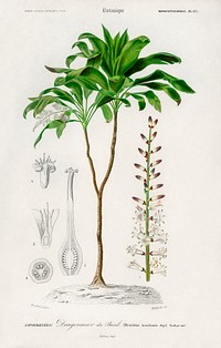 Dracaena brasiliensis illustrated by Charles Dessalines D' Orbigny (1806-1876). Digitally enhanced from our own 1892 edition of Dictionnaire Universel D'histoire Naturelle.