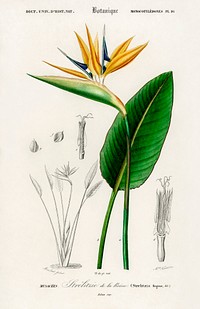 Bird of paradise (Strelitzia Reginae) illustrated by <a href="https://www.rawpixel.com/search/Charles%20Dessalines%20D%27%20Orbigny?sort=curated&amp;page=1">Charles Dessalines D&#39; Orbigny</a> (1806-1876). Digitally enhanced from our own 1892 edition of Dictionnaire Universel D&#39;histoire Naturelle.