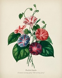 Morning-glory (Pharbitis hispida) illustrated by <a href="https://www.rawpixel.com/search/Charles%20Dessalines%20D%27%20Orbigny?&amp;page=1">Charles Dessalines D&#39; Orbigny</a> (1806-1876). Digitally enhanced from our own 1892 edition of Dictionnaire Universel D&#39;histoire Naturelle.
