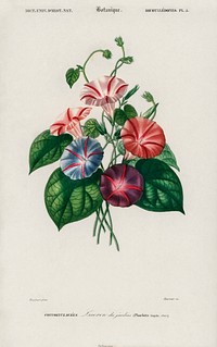 Morning-glory (Pharbitis hispida) illustrated by <a href="https://www.rawpixel.com/search/Charles%20Dessalines%20D%27%20Orbigny?sort=curated&amp;page=1">Charles Dessalines D&#39; Orbigny</a> (1806-1876), Digitally enhanced from our own 1892 edition of Dictionnaire Universel D&#39;histoire Naturelle.