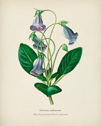 Brazilian gloxinia or Florist&#39;s gloxinia (Gloxinia caulescente) illustrated by <a href="https://www.rawpixel.com/search/Charles%20Dessalines%20D%27%20Orbigny?&amp;page=1">Charles Dessalines D&#39; Orbigny</a> (1806-1876). Digitally enhanced from our own 1892 edition of Dictionnaire Universel D&#39;histoire Naturelle.