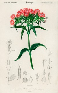 Sweet william (Dianthus barbatus) illustrated by <a href="https://www.rawpixel.com/search/Charles%20Dessalines%20D%27%20Orbigny?sort=curated&amp;page=1">Charles Dessalines D&#39; Orbigny</a> (1806-1876). Digitally enhanced from our own 1892 edition of Dictionnaire Universel D&#39;histoire Naturelle.