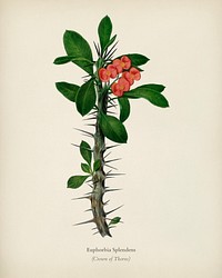 Euphorbia Splendens illustrated by <a href="https://www.rawpixel.com/search/Charles%20Dessalines%20D%27%20Orbigny?&amp;page=1">Charles Dessalines D&#39; Orbigny </a>(1806-1876). Digitally enhanced from our own 1892 edition of Dictionnaire Universel D&#39;histoire Naturelle.