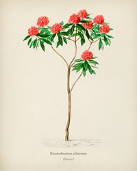 Rhododendron arboreum illustrated by Charles Dessalines D' Orbigny (1806-1876). Digitally enhanced from our own 1892 edition of Dictionnaire Universel D'histoire Naturelle.