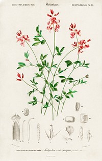 Indigofera procumbens illustrated by <a href="https://www.rawpixel.com/search/Charles%20Dessalines%20D%27%20Orbigny?sort=curated&amp;page=1">Charles Dessalines D&#39; Orbigny</a> (1806-1876). Digitally enhanced from our own 1892 edition of Dictionnaire Universel D&#39;histoire Naturelle.