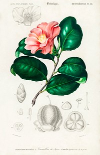 Camellia japonica (Cam&eacute;lia du Japon) illustrated by Charles Dessalines D' Orbigny (1806-1876). Digitally enhanced from our own 1892 edition of Dictionnaire Universel D'histoire Naturelle.