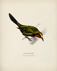 Lanius gutturalis illustrated by <a href="https://www.rawpixel.com/search/Charles%20Dessalines%20D%27%20Orbigny?&amp;page=1">Charles Dessalines D&#39; Orbigny</a> (1806-1876). Digitally enhanced from our own 1892 edition of Dictionnaire Universel D&#39;histoire Naturelle.