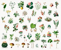 Different types of plants illustrated by <a href="https://www.rawpixel.com/search/Charles%20Dessalines%20D%27%20Orbigny?&amp;page=1">Charles Dessalines D&#39; Orbigny</a> (1806-1876). Digitally enhanced from our own 1892 edition of Dictionnaire Universel D&#39;histoire Naturelle.
