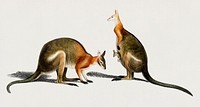 The red kangaroo (Macropus rufus) illustrated by <a href="https://www.rawpixel.com/search/Charles%20Dessalines%20D%27%20Orbigny?">Charles Dessalines D&#39; Orbigny</a> (1806-1876). Digitally enhanced from our own 1892 edition of Dictionnaire Universel D&#39;histoire Naturelle.