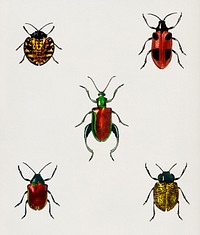 Different types of beetles illustrated by <a href="https://www.rawpixel.com/search/Charles%20Dessalines%20D%27%20Orbigny?&amp;page=1">Charles Dessalines D&#39; Orbigny</a> (1806-1876). Digitally enhanced from our own 1892 edition of Dictionnaire Universel D&#39;histoire Naturelle.