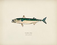 Chub mackerel (Scomber colias) illustrated by <a href="https://www.rawpixel.com/search/Charles%20Dessalines%20D%27%20Orbigny?&amp;page=1">Charles Dessalines D&#39; Orbigny</a> (1806-1876). Digitally enhanced from our own 1892 edition of Dictionnaire Universel D&#39;histoire Naturelle.